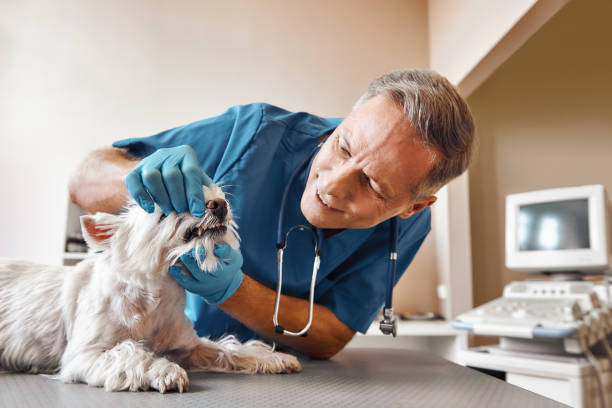  Hamilton, MO Emergency Dentist Pros